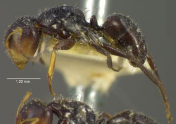Media type: image; Entomology 21596   Aspect: habitus lateral view